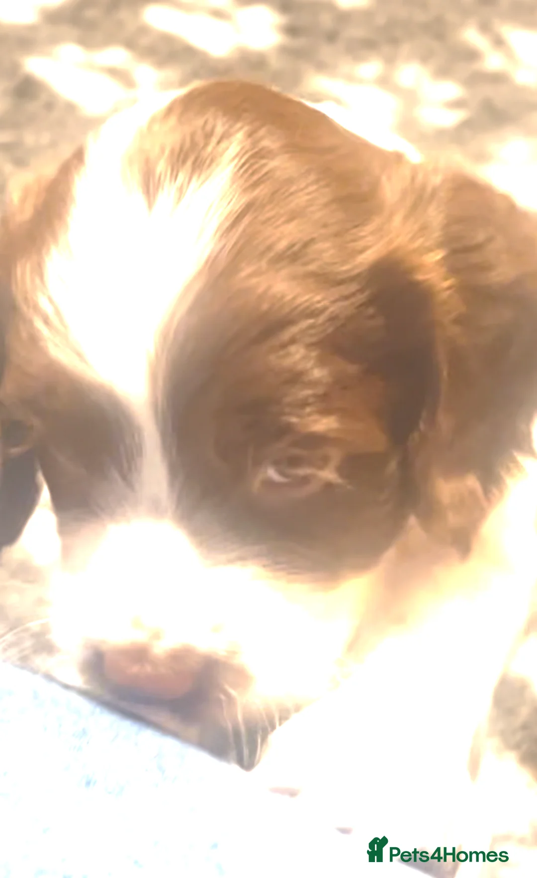 English Springer Spaniel dogs for sale: Pretty liver and white Springer Spaniels - Advert 5