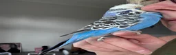 Budgerigars birds for sale: Silly Tame Hand Reared Exhibition Budgie  - Advert 7