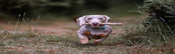 Miniature Dachshund dogs for stud: (STUD). Rupert long haired carrier.  in Bromsgrove - Advert 2