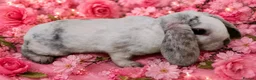 Mini Lop rabbits for sale: Mini lop plush x mini rex. 3 doe kits - Advert 2
