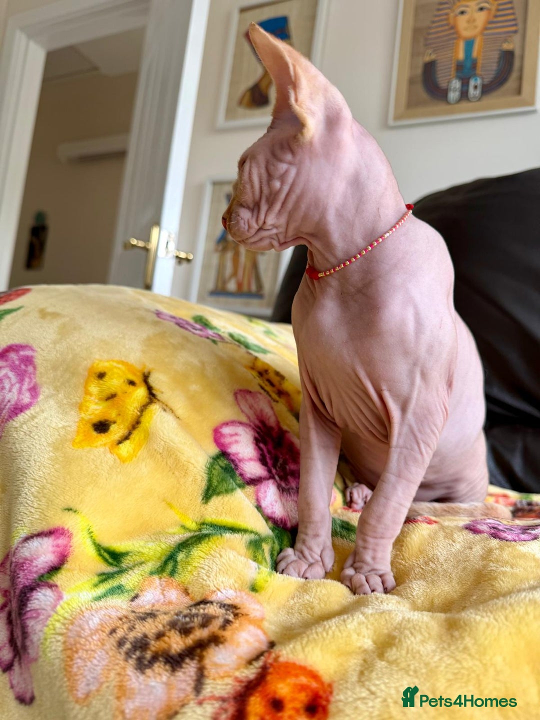 Sphynx cats for sale: Luna is looking for forever home - Advert 5