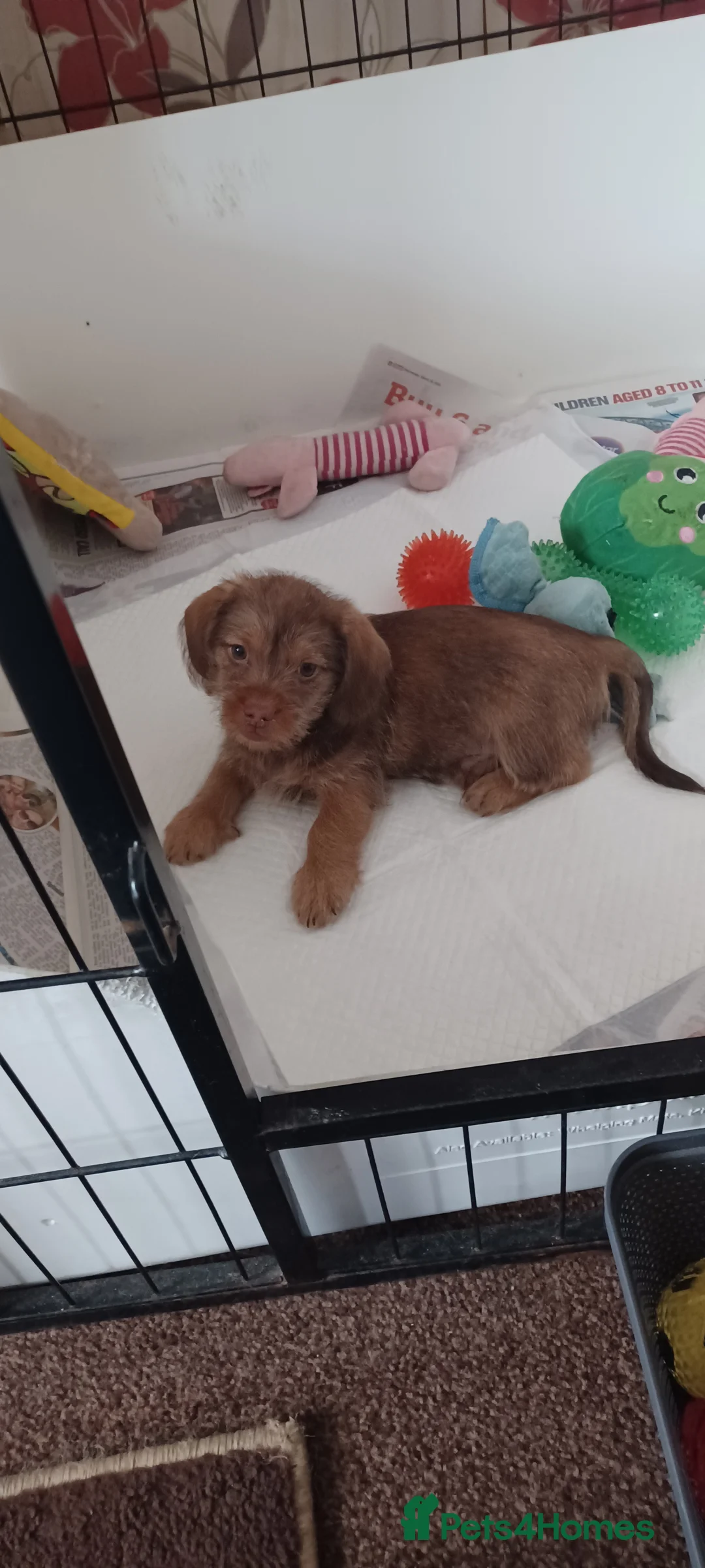 Mixed Breed dogs for sale: Imperial ShihTzu x Miniature Dachshund Ready Now  - Advert 6