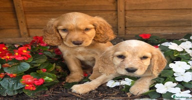 Cocker Spaniel dogs - Advert 16