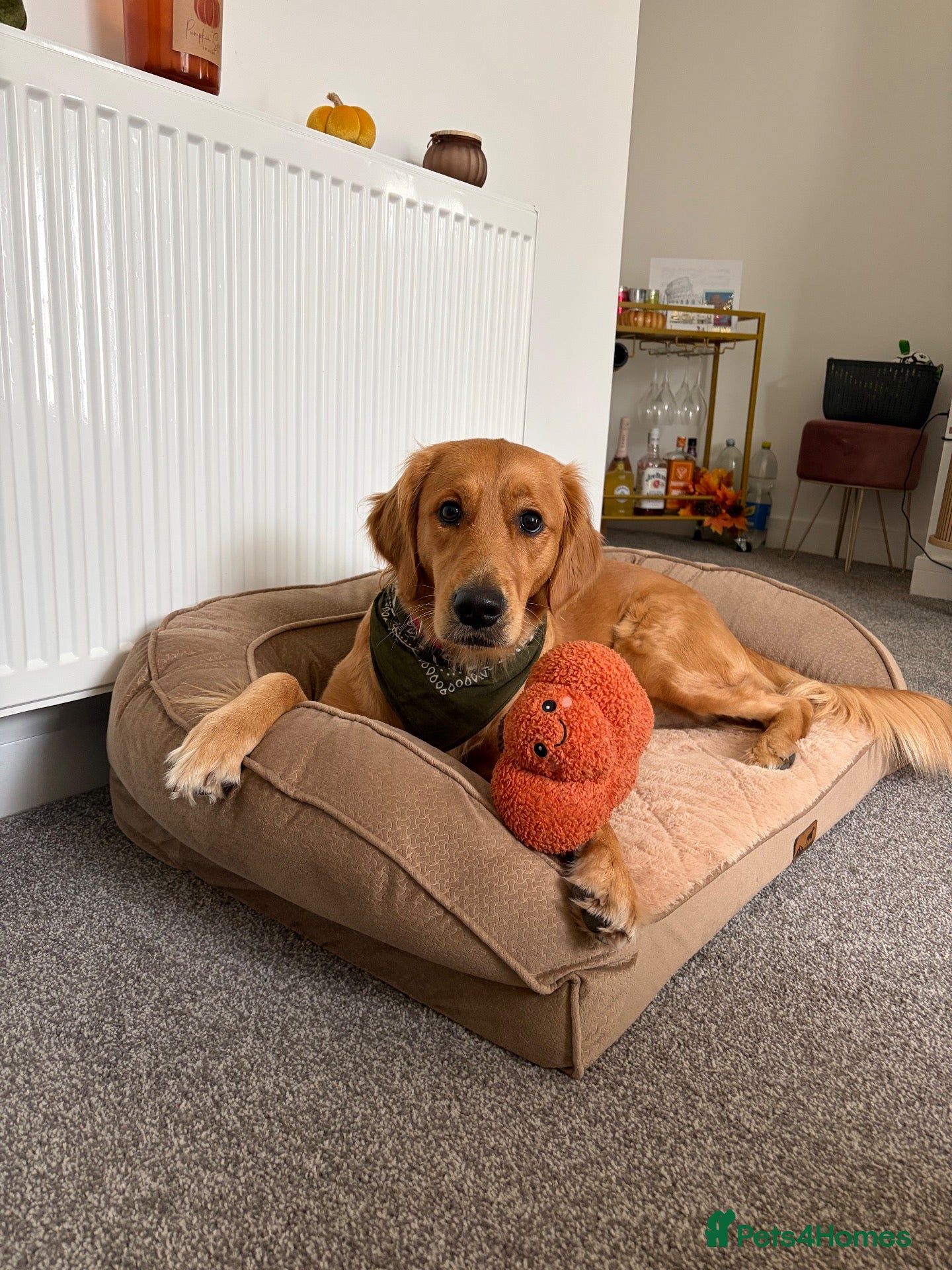 Golden Retriever dogs for stud: Looking for a stud for my Golden retriever female - Advert 1