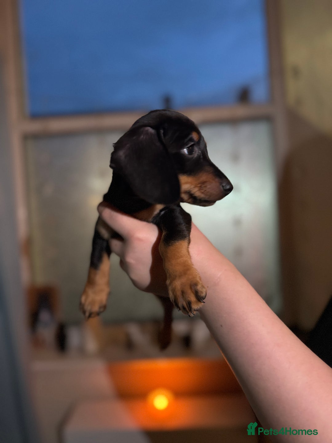 Miniature Dachshund dogs for sale: 🌟ONE LEFT🌟 Beautiful mini Dachshund puppies 🥰 - Image 10