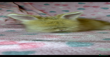 Angora rabbits - Advert 5