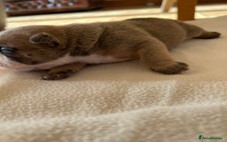 English Bulldog dogs for sale: English bulldogs - Advert 10