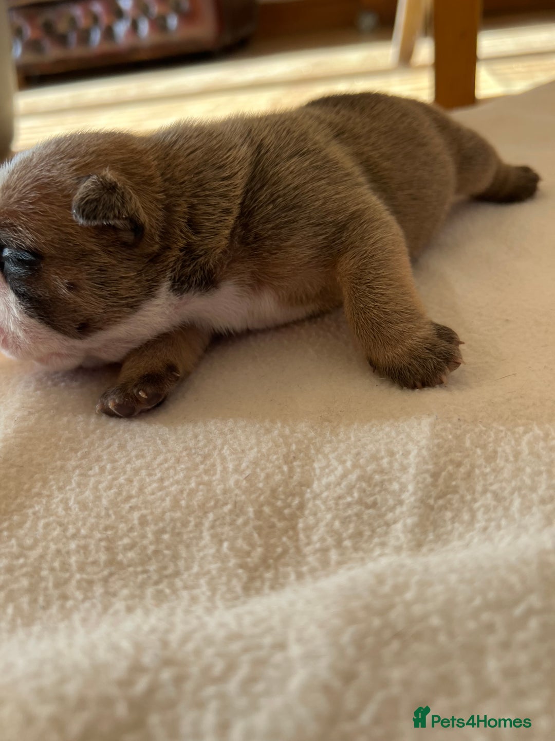 English Bulldog dogs for sale: English bulldogs - Advert 10