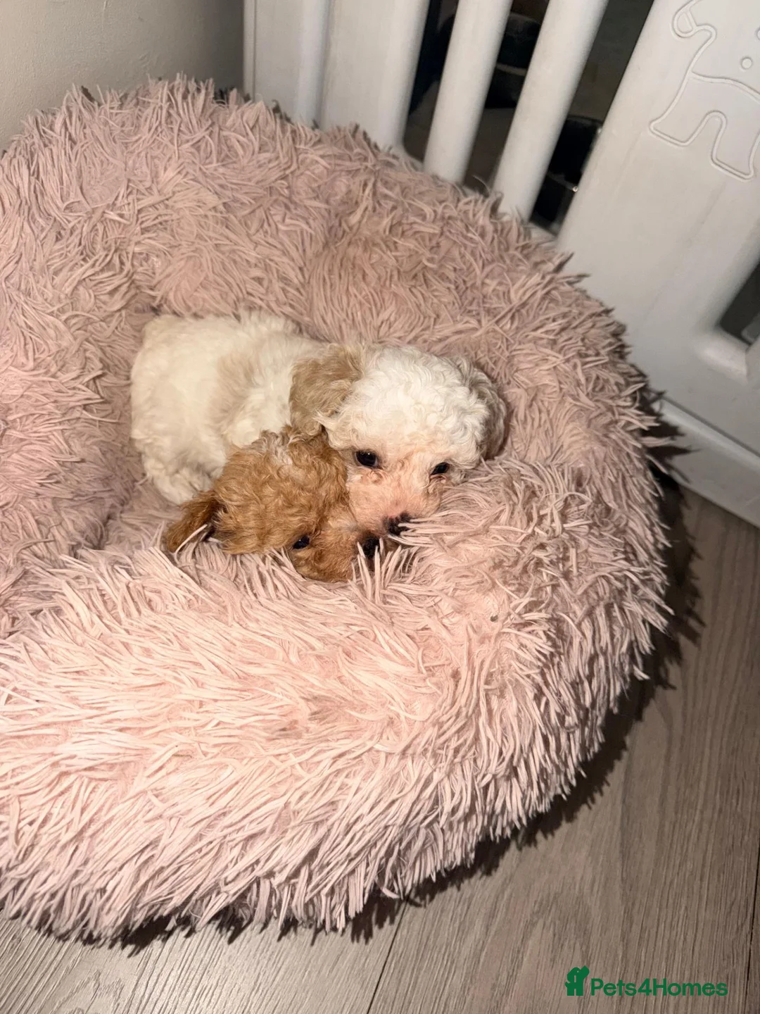 Maltipoo dogs for sale: 2X ADORABLE MALTIPOO PUPPIES in Cannock - Advert 2
