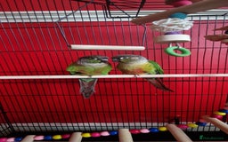 Conures birds for sale: Two Green cheek conures  - Image 1