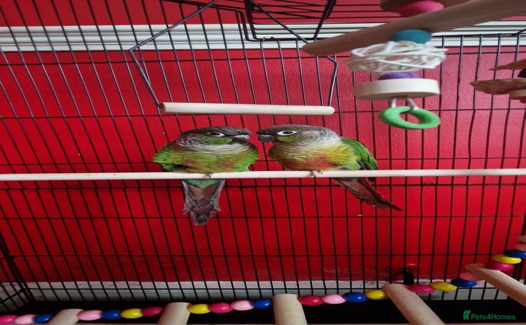 Conures birds - Advert 2