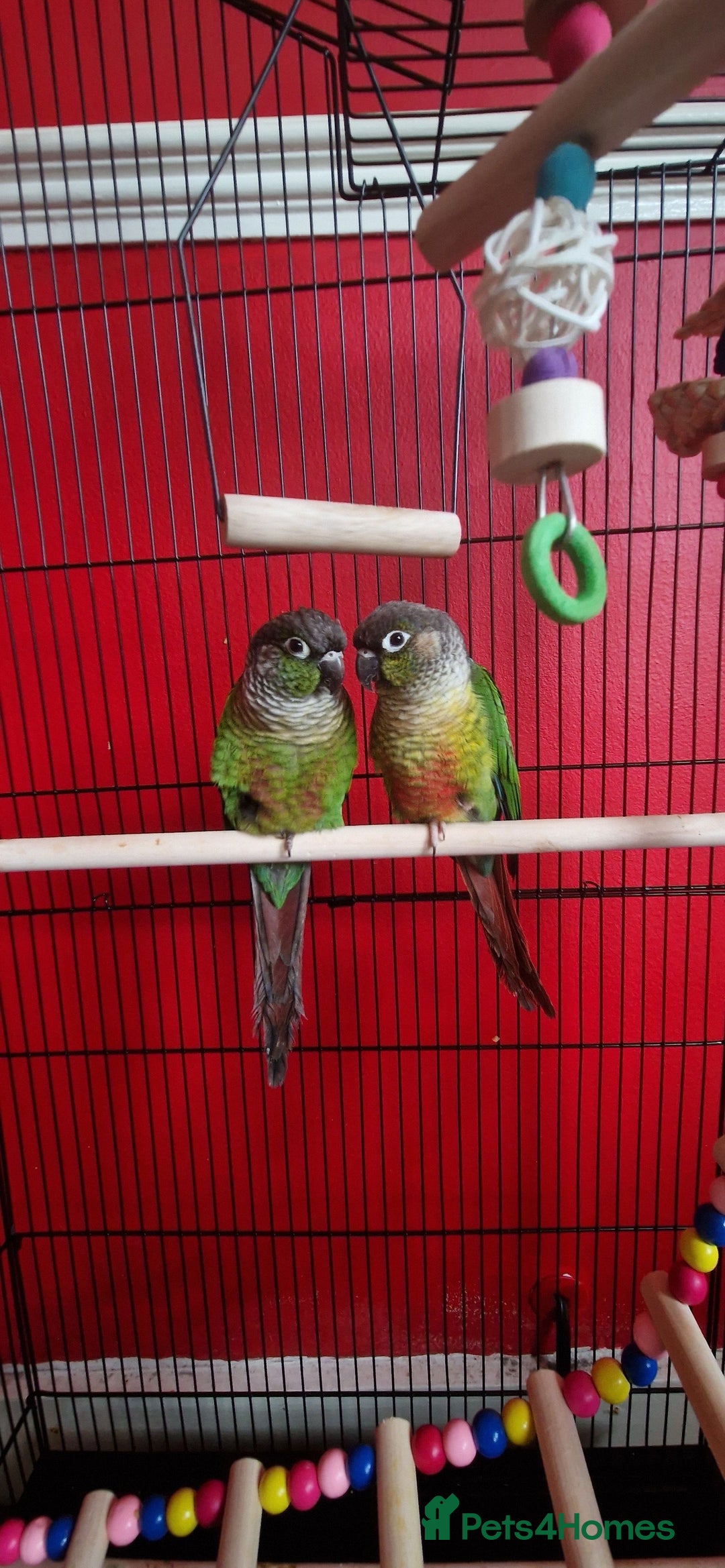 Conures birds for sale: Two Green cheek conures  - Image 1