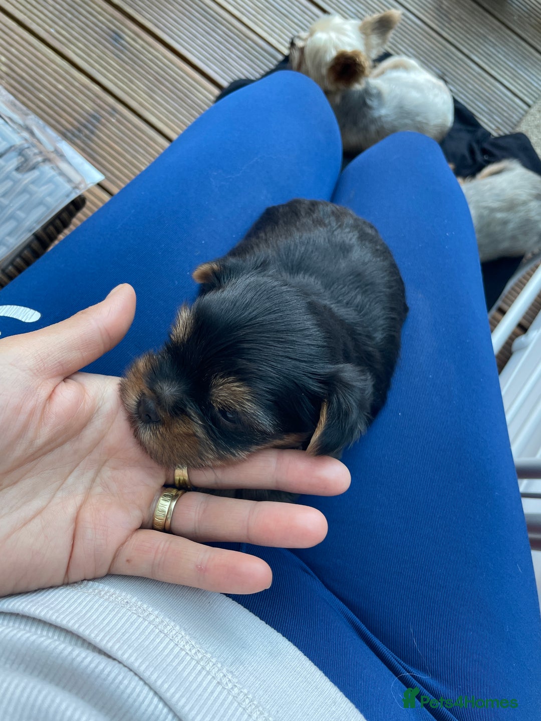 Yorkshire Terrier dogs for sale: Mini toy  Yorkshire Terrier's  - Image 9
