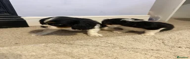 Cavalier King Charles Spaniel 2