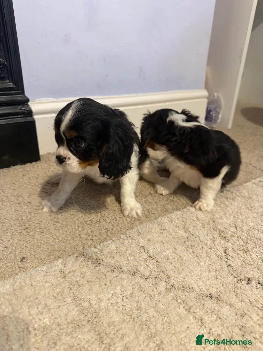 Cavalier King Charles Spaniel dogs for sale: Cavalier Puls  in Sutton-in-Ashfield - Advert 3