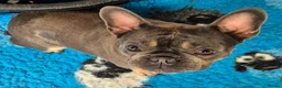 French Bulldog dogs for adoption: Stella - In Ayr Looking for a Home  - Advert 3