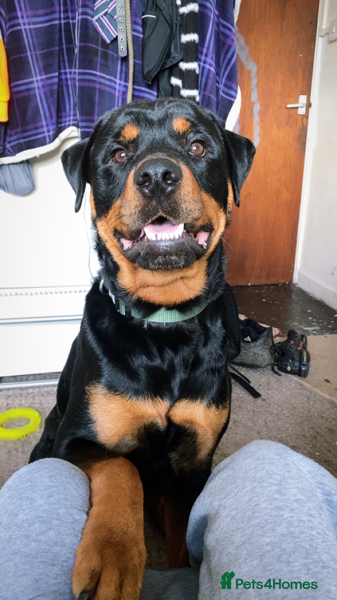 Rottweiler dogs for sale: Chop the Rottweiler  - Advert 5