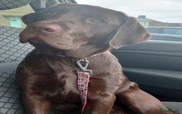 Labrador Retriever dogs for sale: Chocolate Labrador older girl - Image 1