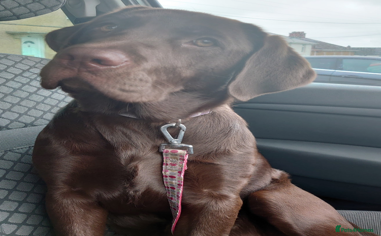 Labrador Retriever dogs - Advert 15
