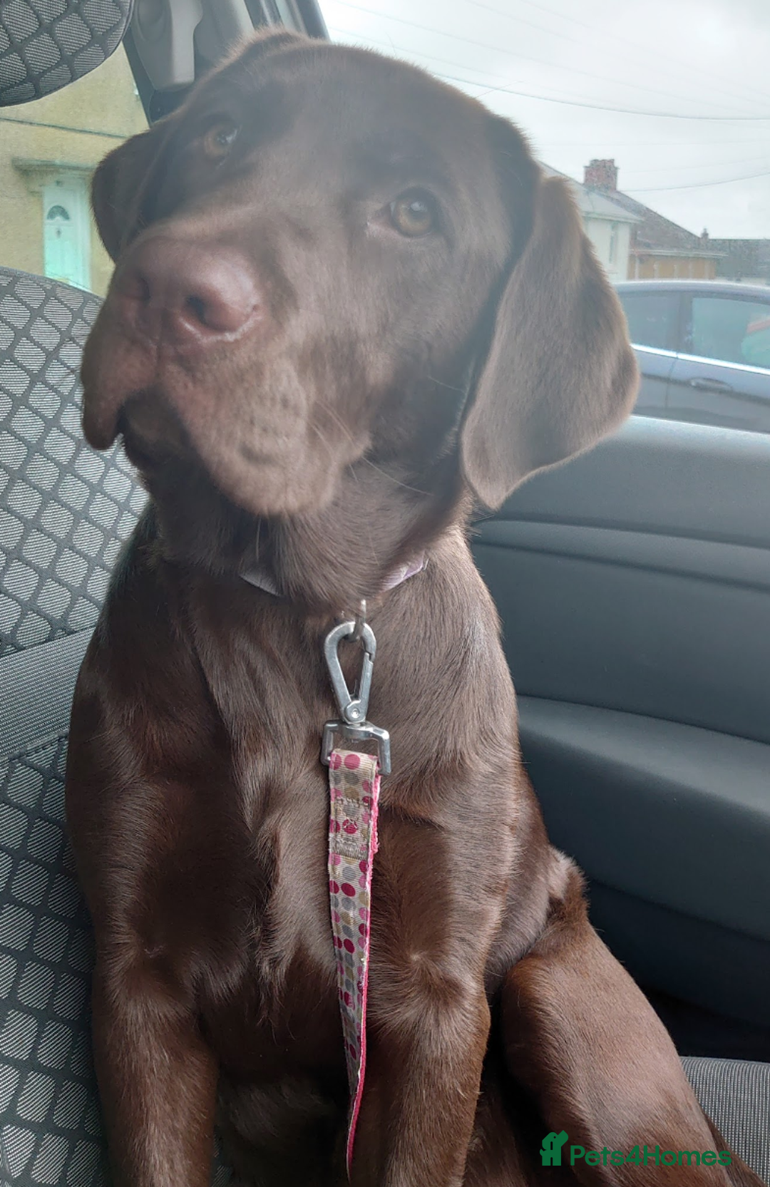 Labrador Retriever dogs for sale: Chocolate Labrador older girl - Image 1