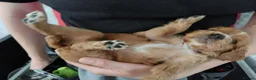 Cocker Spaniel dogs for sale: KC registered working Cocker Spaniel pups for sale - Advert 7