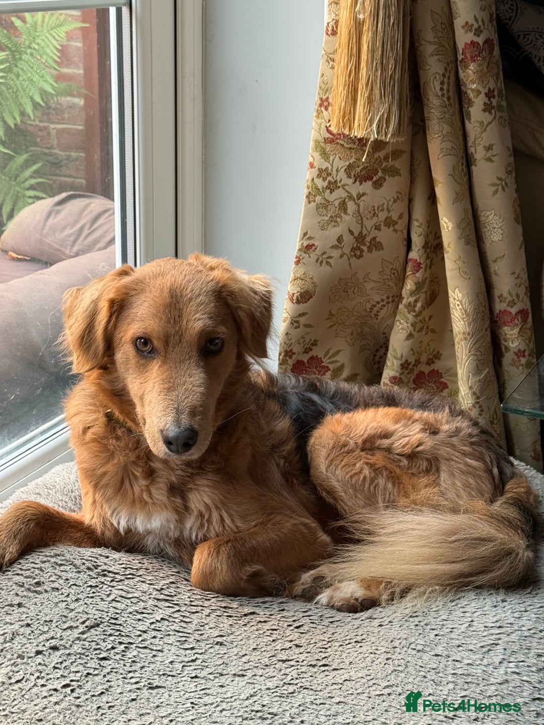 Mixed Breed dogs for adoption: Sweet Nathan Is looking for Love  - Image 7