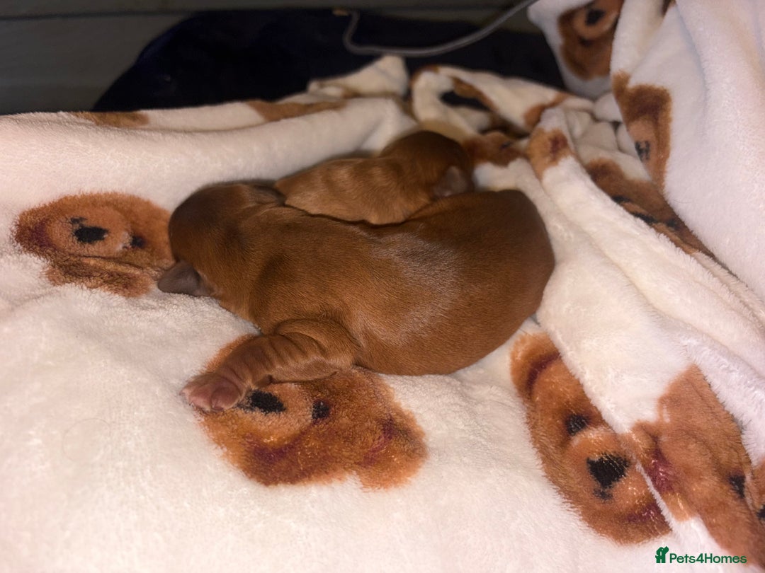 Mixed Breed dogs for sale: ❣️ beautiful Puppie’s ❣️ - Image 16