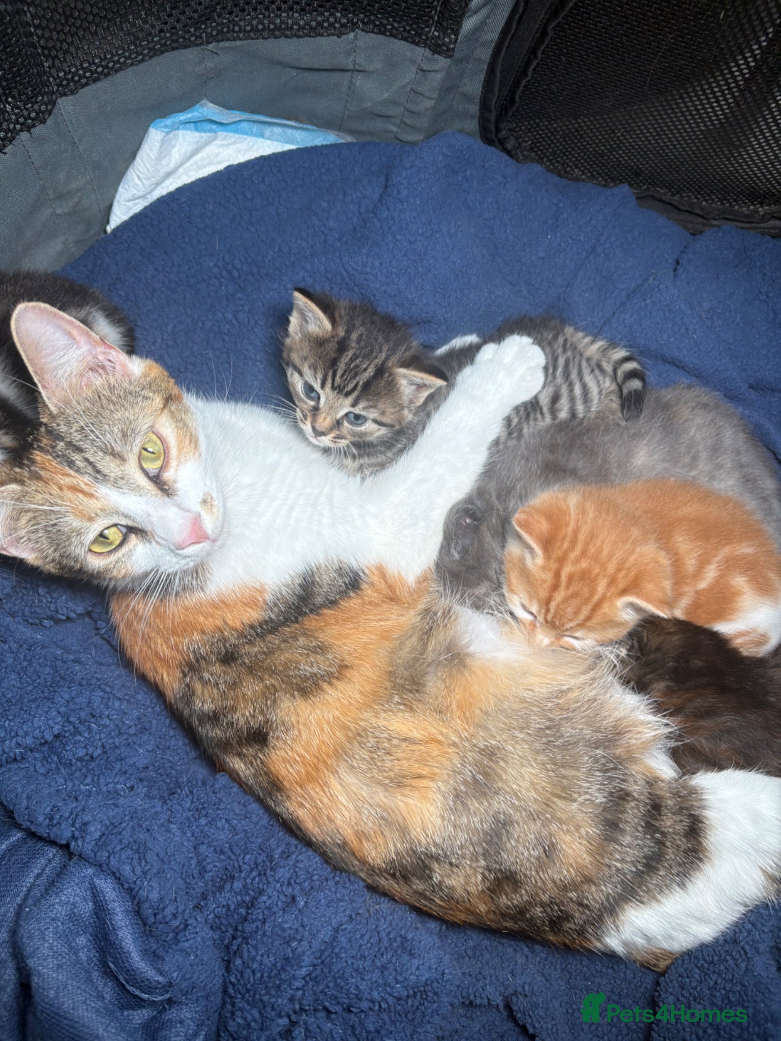 Mixed Breed cats for sale: 4girls 1boys mixed bengal kittens  in Maidstone - Advert 3
