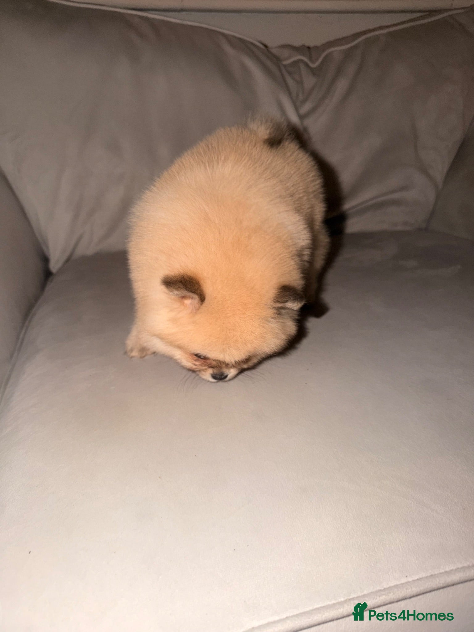 Pomeranian dogs Kc Reg double coat  **  Pomeranian Puppies ❤️ - Advert 4