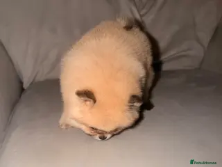 Pomeranian dogs Kc Reg double coat ** Pomeranian Puppies ❤️ - Advert 4