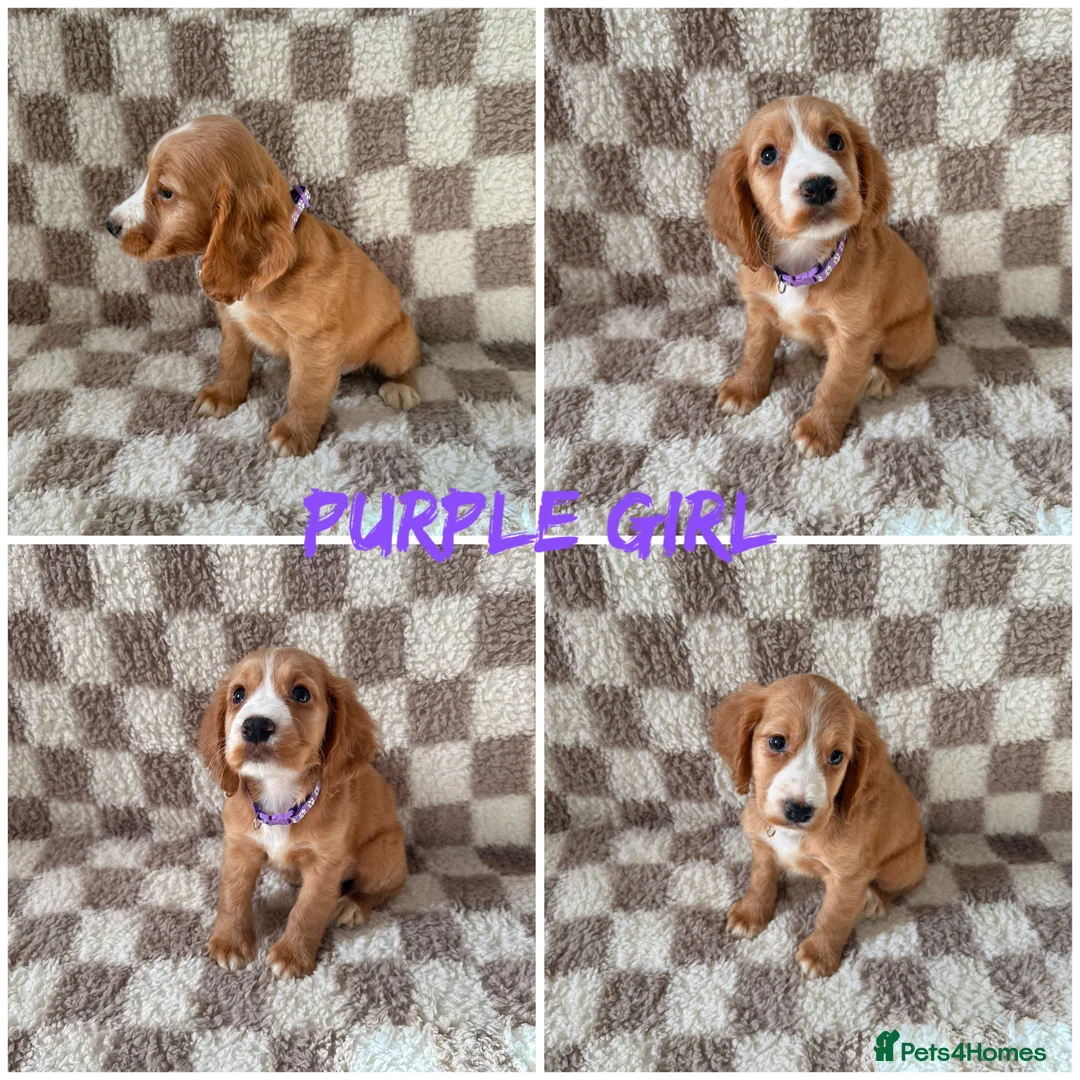 Cocker Spaniel dogs for sale: ⭐️BEAUTIFUL COCKER SPANIEL READY NOW ⭐️ - Advert 4