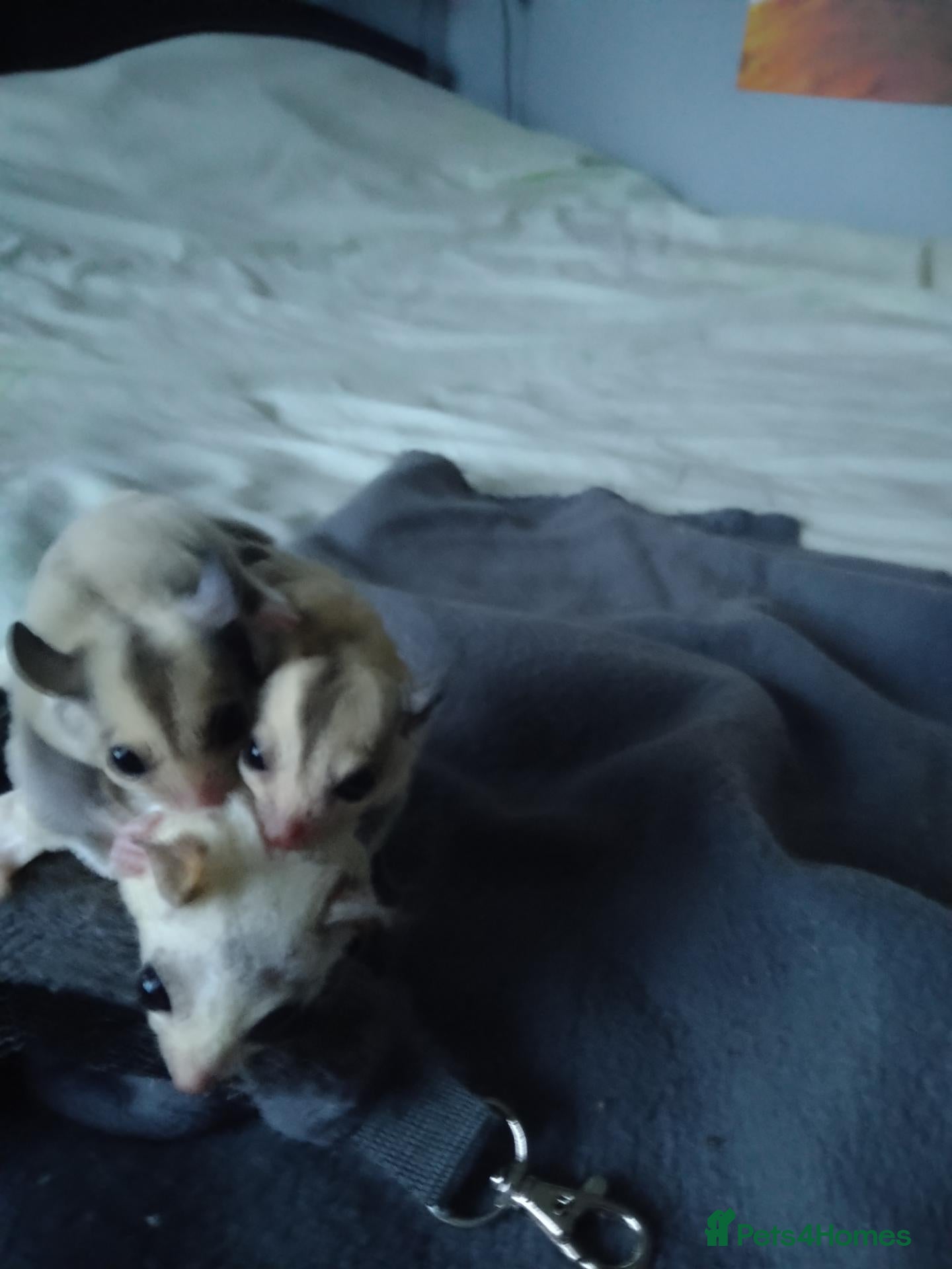 Sugar Glider rodents Stunning platinum male and white mosaic female  - Advert 5