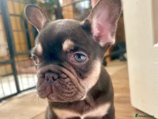 French Bulldog dogs REDUCED French Bulldog Puppies 1 FULL Fluffy - Advert 1