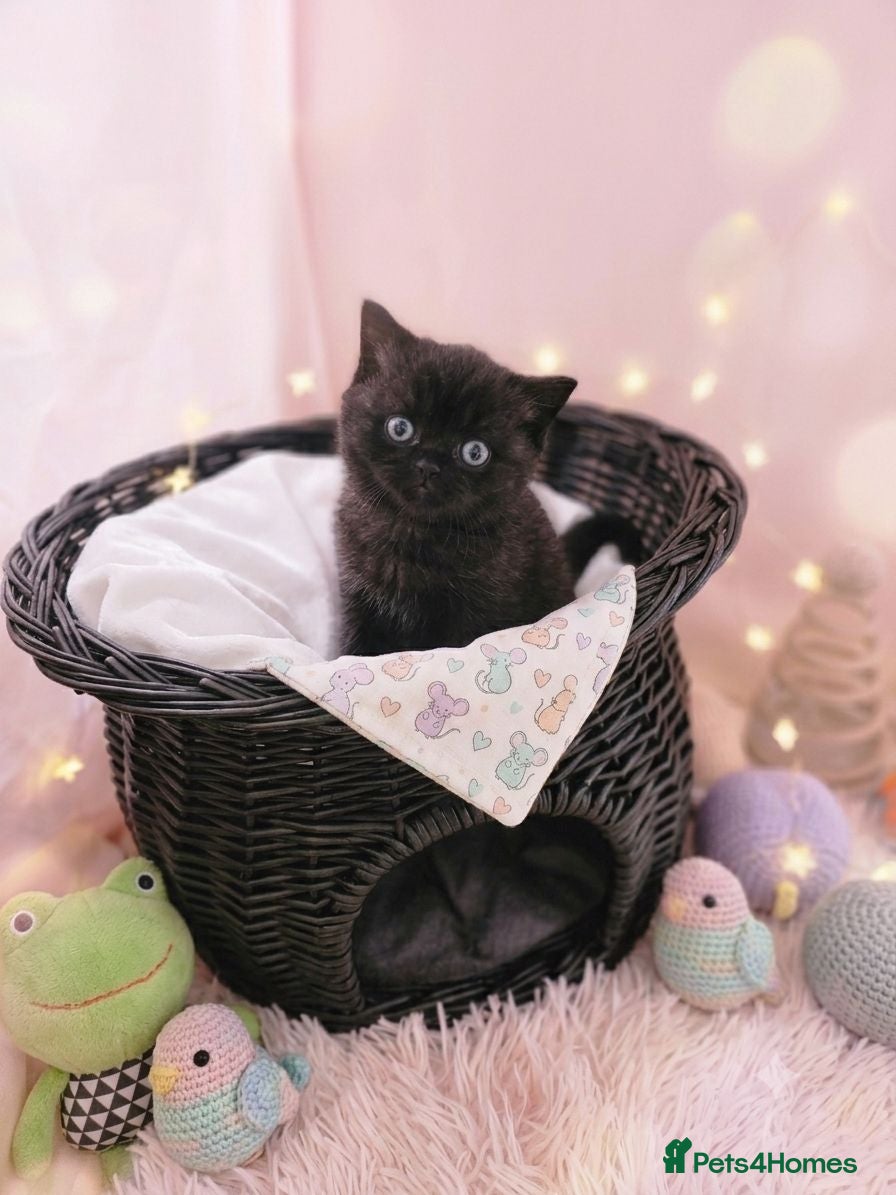 British Shorthair cats Little chocolate baby looking for a new home.❤️😛 - Advert 9