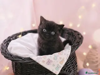 British Shorthair cats Little chocolate baby looking for a new home.❤️😛 - Advert 9