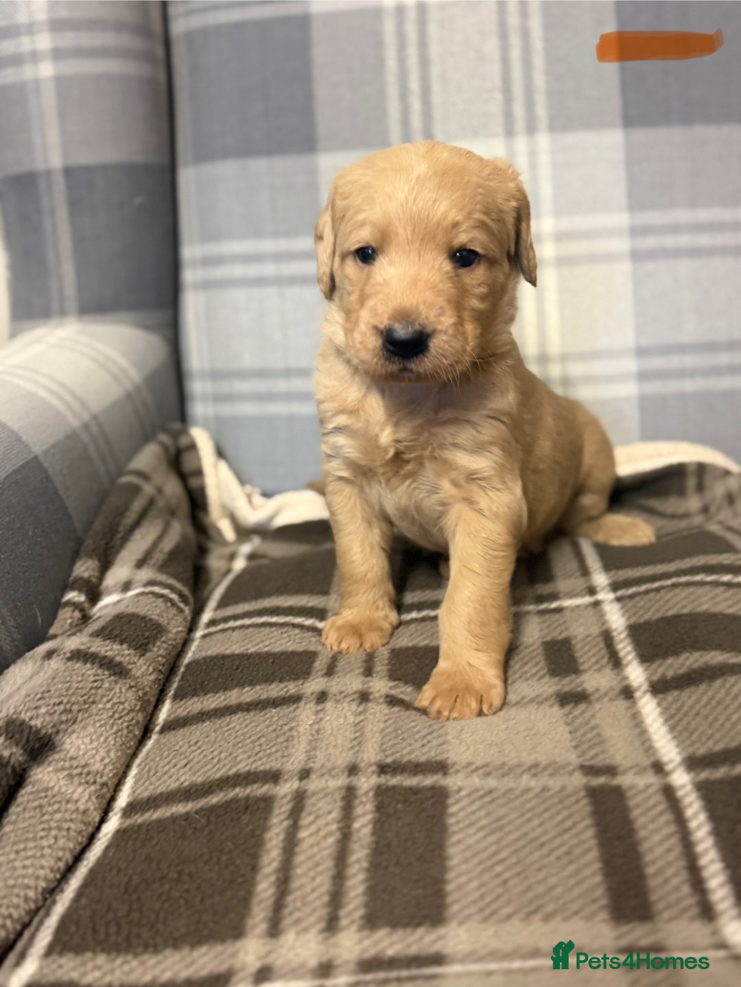 Labradoodle dogs for sale: 6 beautiful labradoodles - Advert 3