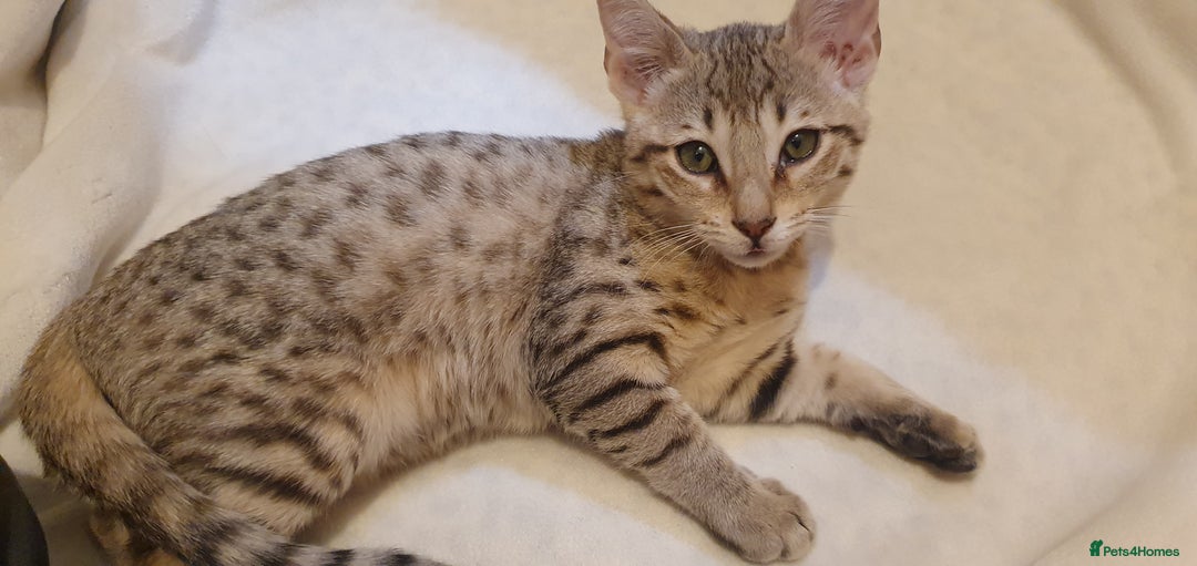 Savannah cats for sale: Fabulous F5 SBT Savannah Kittens! - Image 3