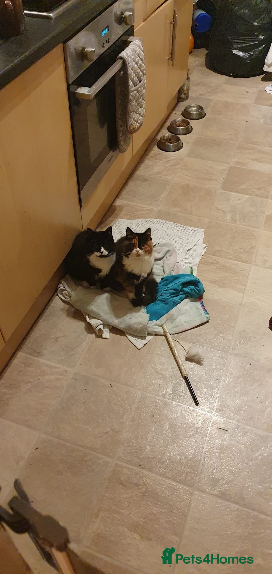 British Longhair cats 6 month old kittens - Advert 1