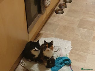 British Longhair cats 6 month old kittens - Advert 20