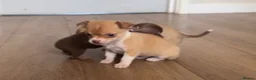 Chihuahua dogs for sale: CHIHUAHUA PUPPIES 3 only available now  - Advert 16