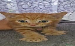 Mixed Breed cats for sale: Kittens looking for a forever home 🏡  - Image 10