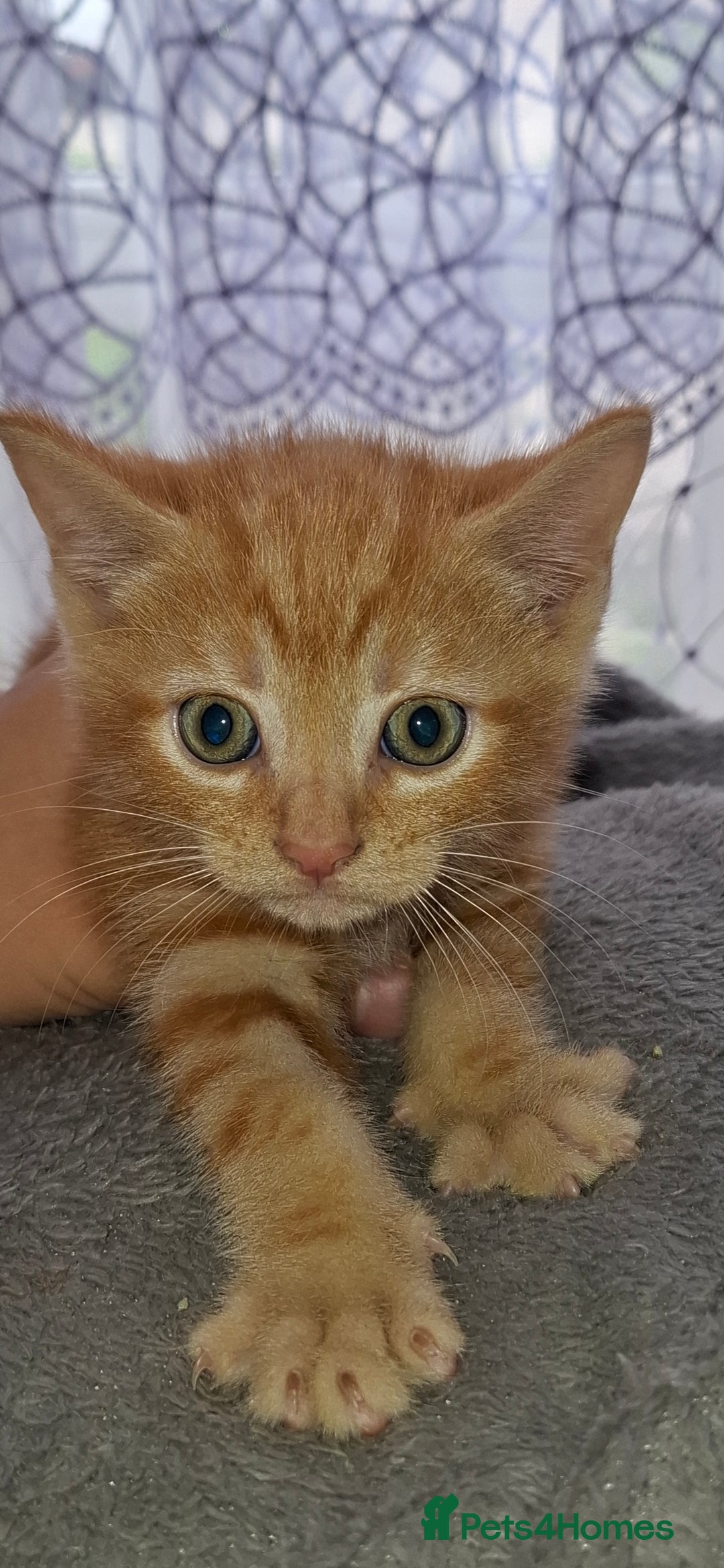 Mixed Breed cats for sale: Kittens looking for a forever home 🏡  - Image 10