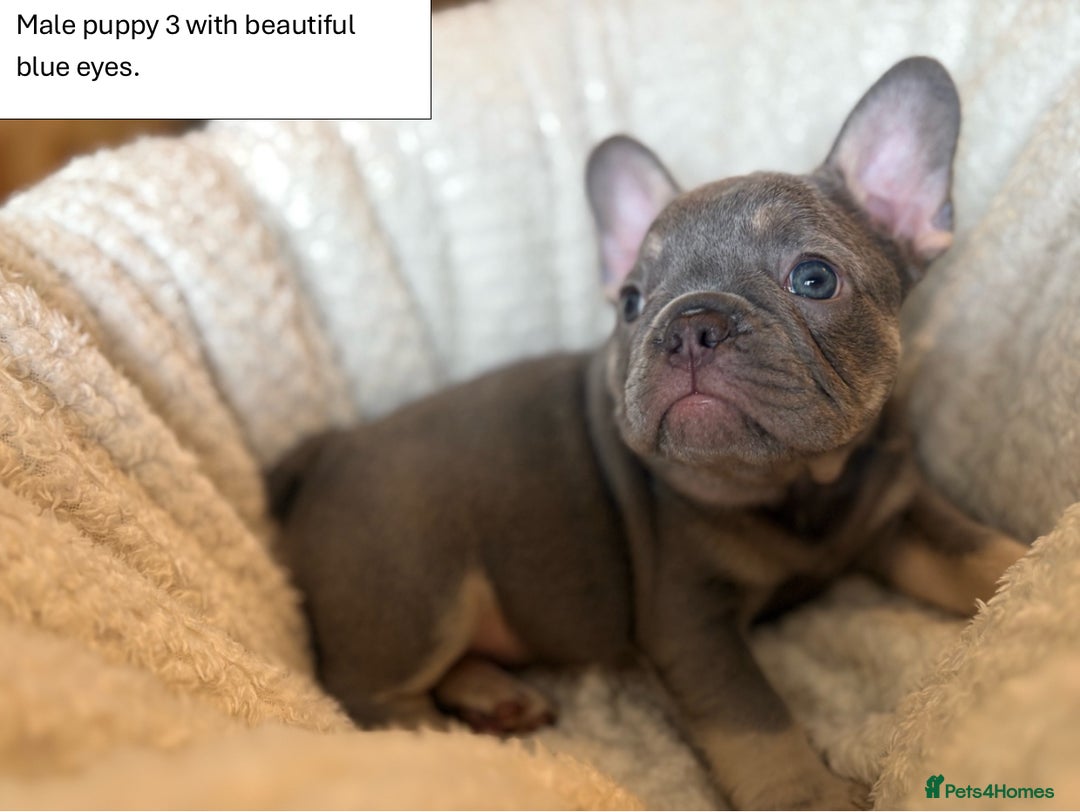 French Bulldog dogs for sale: KC Registered French Bulldog puppies for sale - Image 2