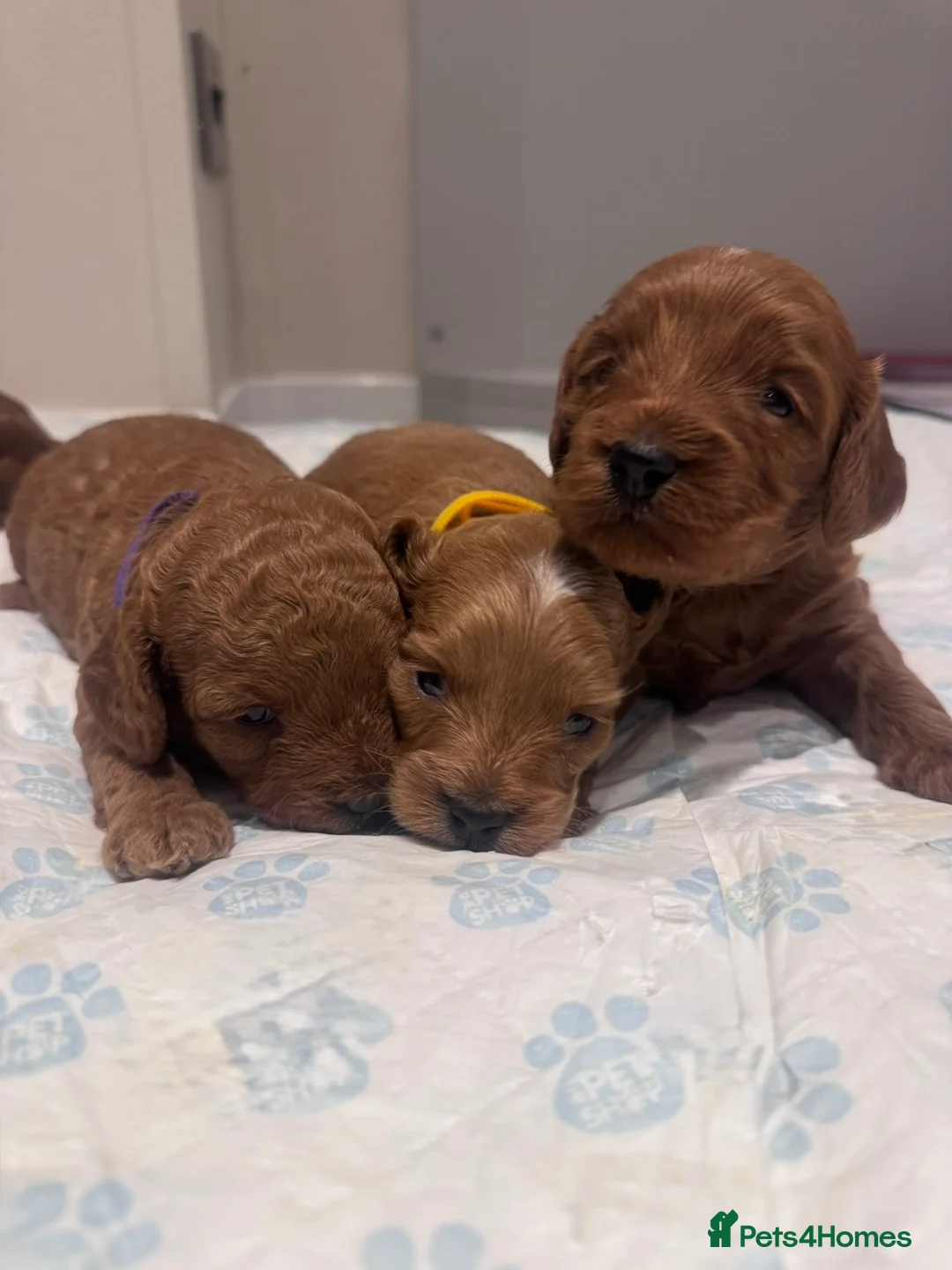 Cockapoo dogs for sale: Beautiful cockapoo puppies  - Advert 2