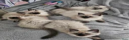Ragdoll cats for sale: A few ragdolls - Advert 6