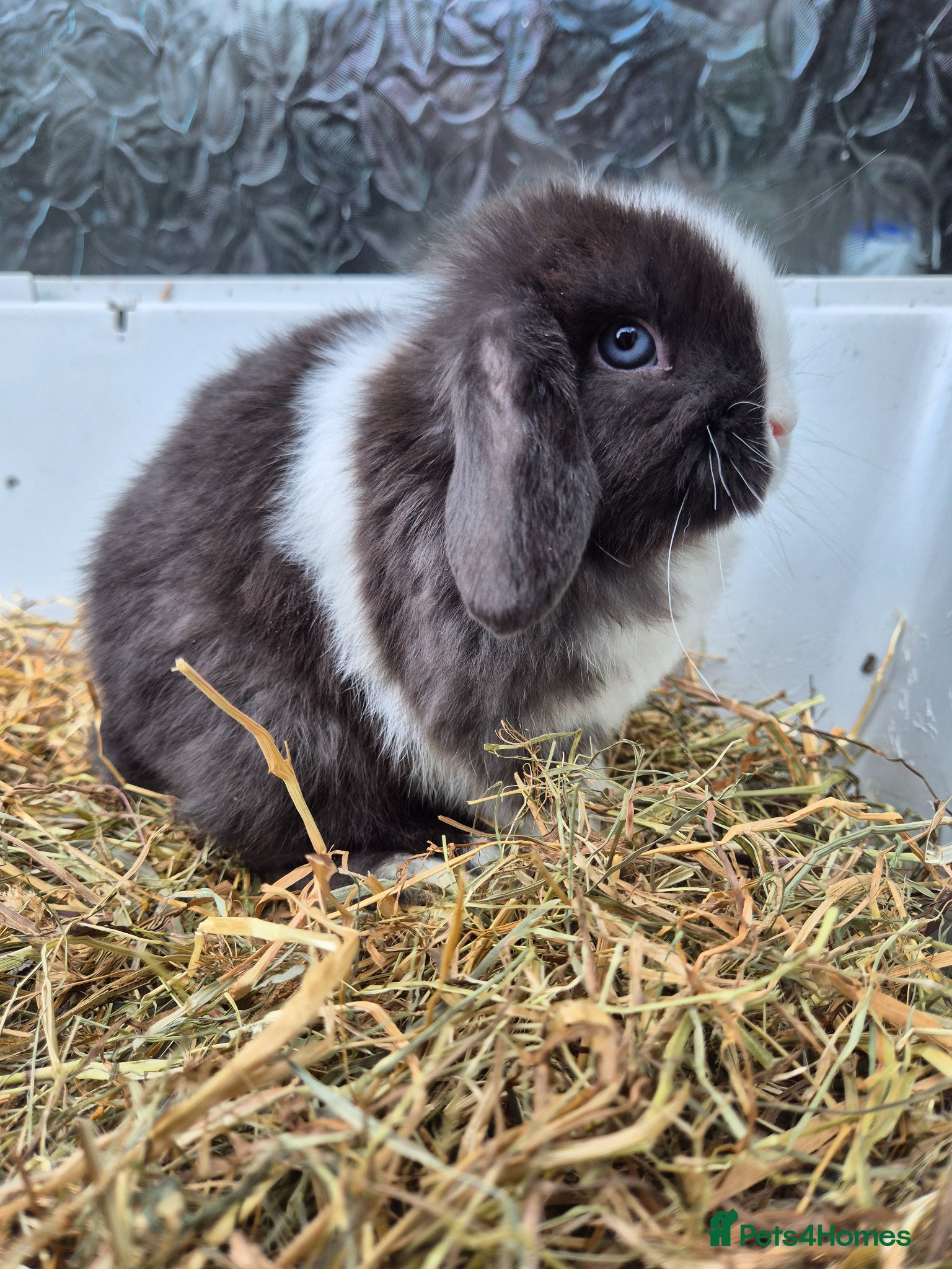 Mini Lop rabbits Last girl available  - Advert 18