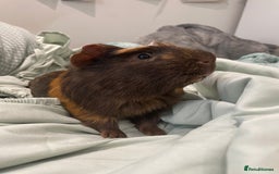 Guinea Pig rodents for sale: Male Guineapig - Image 6