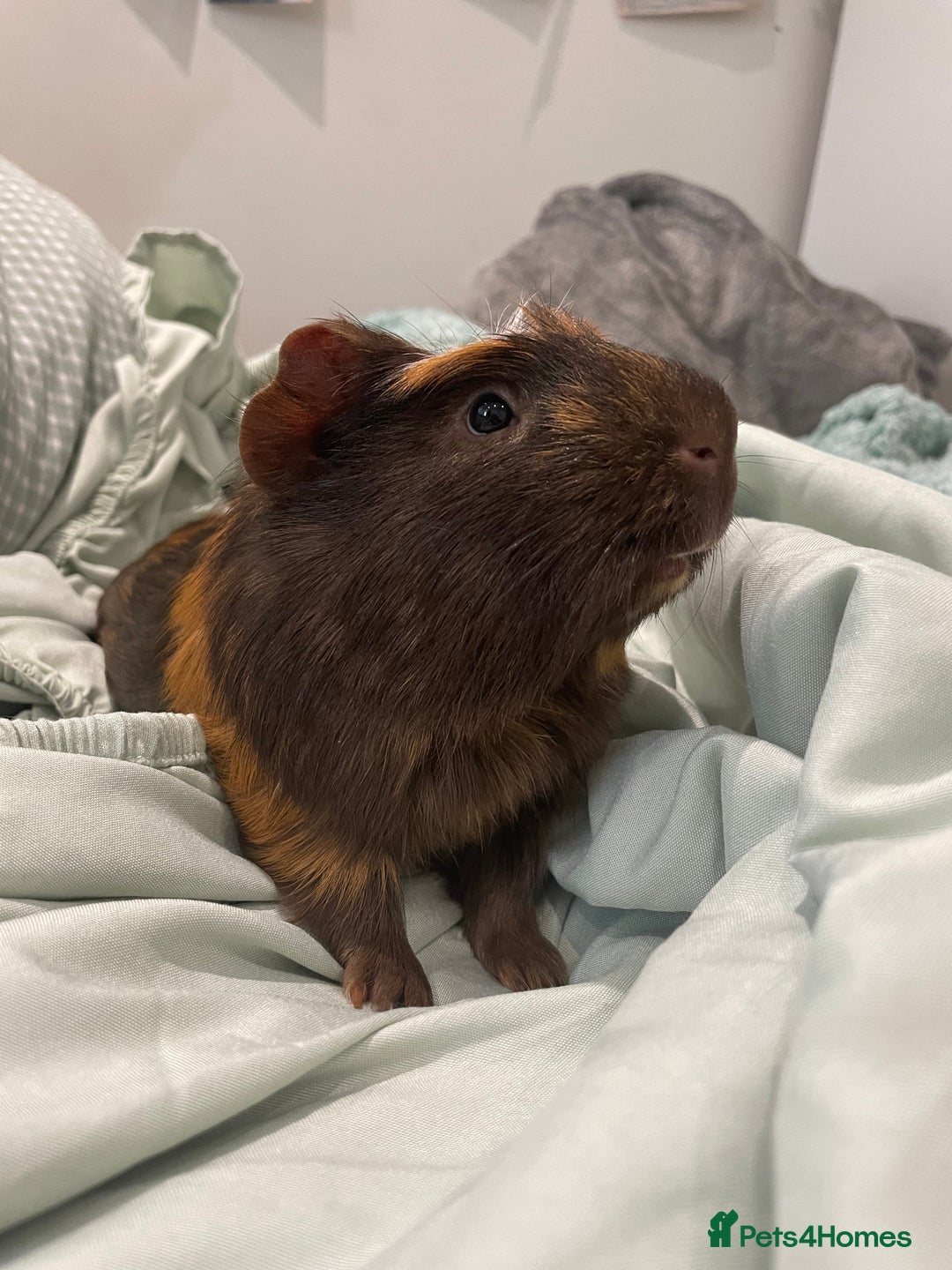 Guinea Pig rodents for sale: Male Guineapig - Image 6
