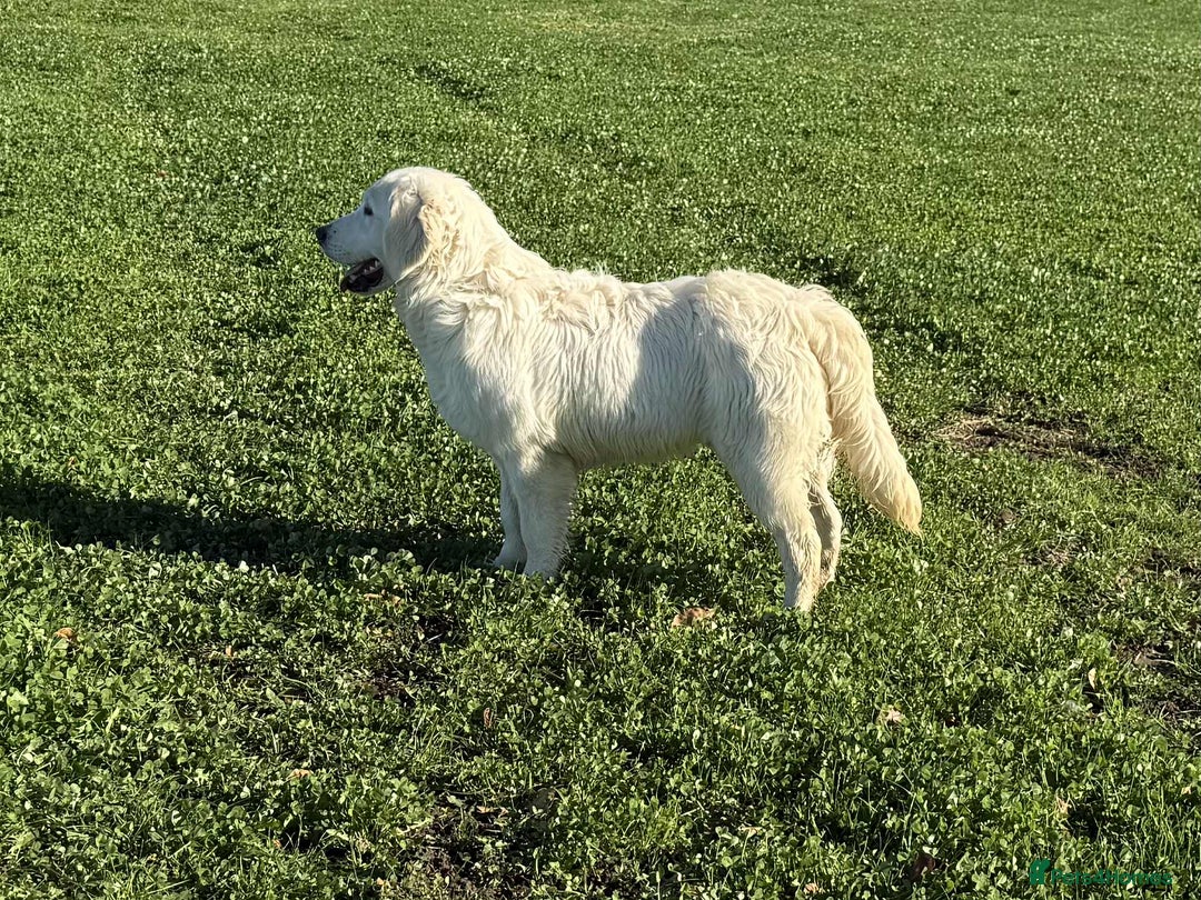 Golden Retriever dogs for sale: Stunning Golden Retriever boy.  - Advert 1