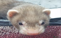 Ferret rodents for sale: Ferrets - Image 1